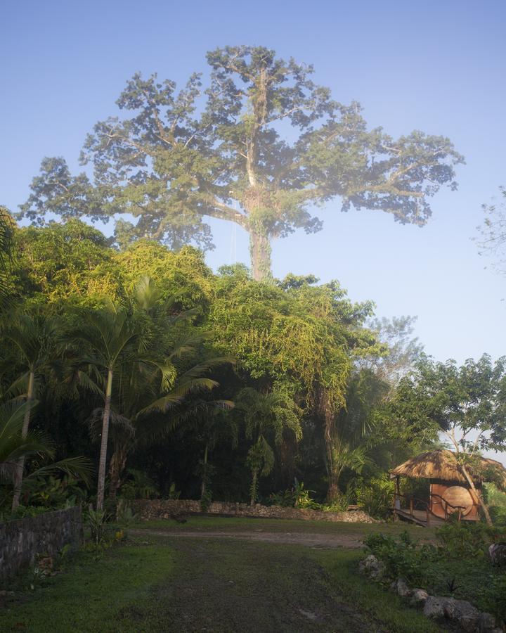 Cotton Tree Lodge San Felipe  Bagian luar foto